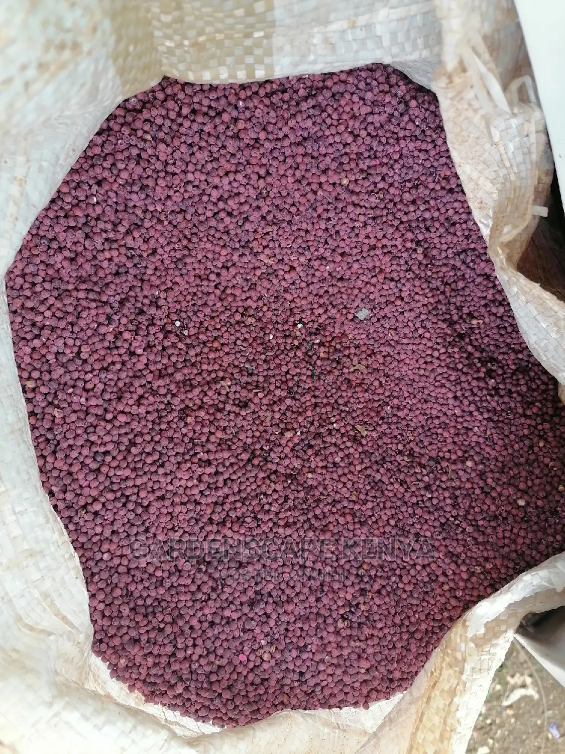 Hybrid Sudan Grass Seeds for Sale Per Kg