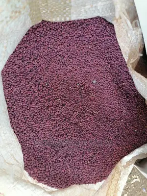 Hybrid Sudan Grass Seeds for Sale Per Kg