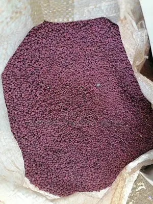 Hybrid Sudan Grass Seeds for Sale Per Kg