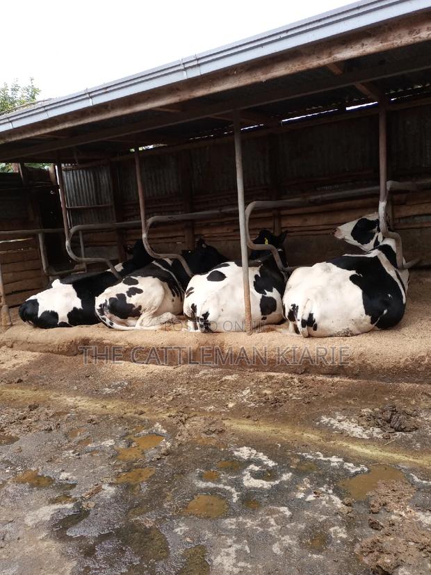 Pedigree Incalf Heifers - main view