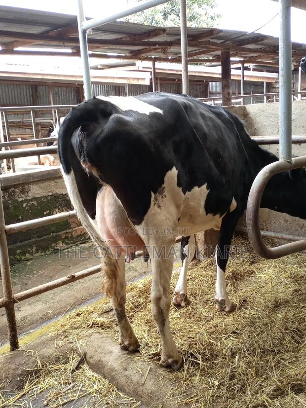 Pedigree Incalf Heifers - thumbnail 3