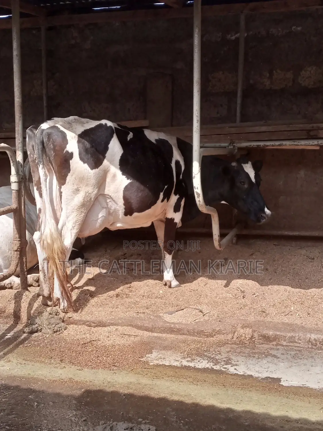 Pedigree Incalf Heifers