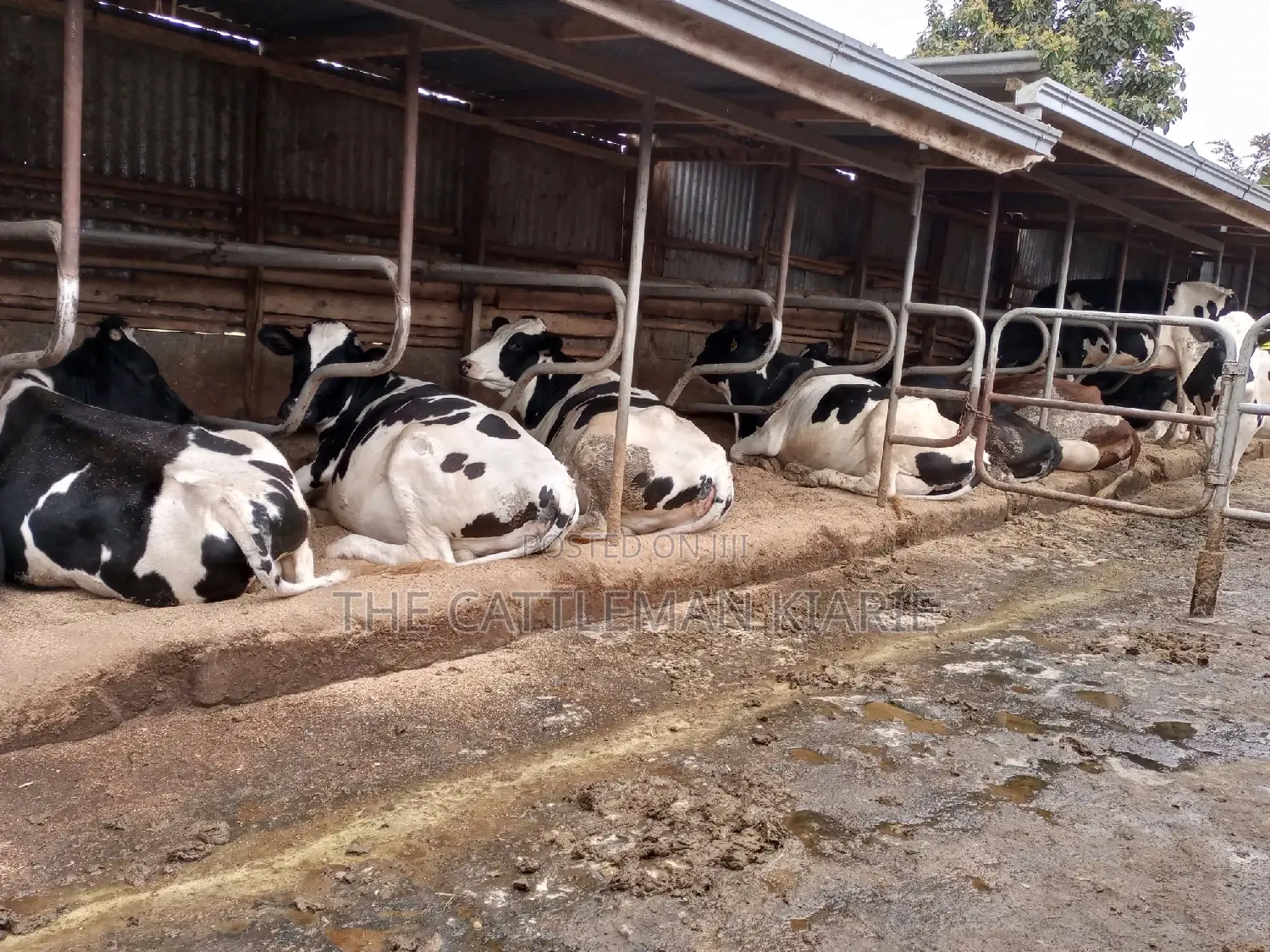 Pedigree Incalf Heifers