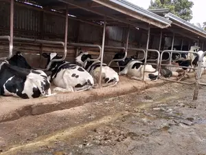 Pedigree Incalf Heifers