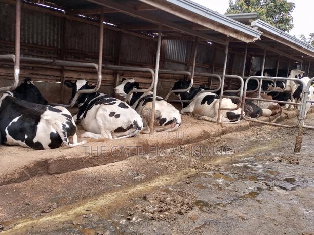 Pedigree Incalf Heifers - thumbnail 4