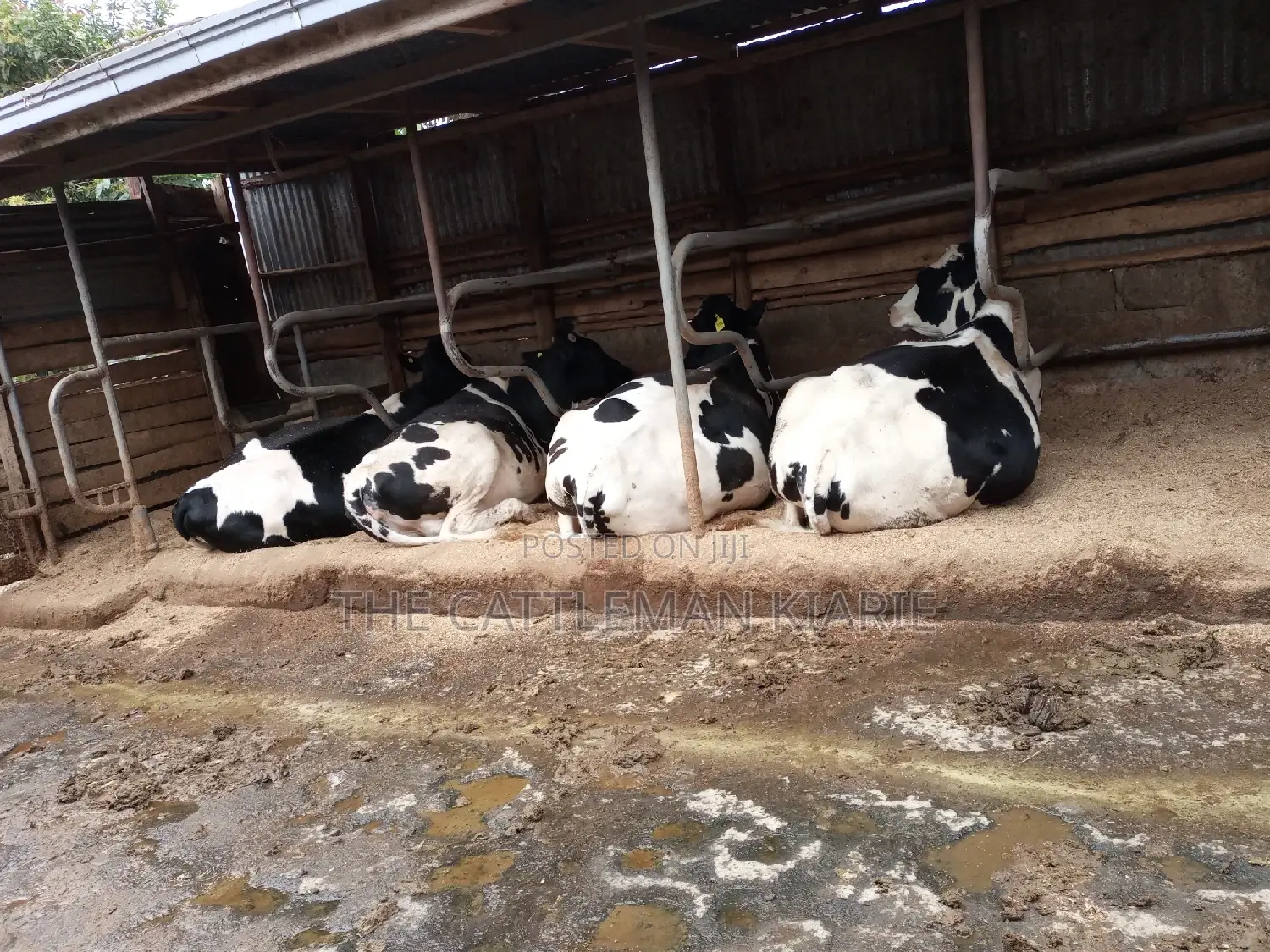 Pedigree Incalf Heifers