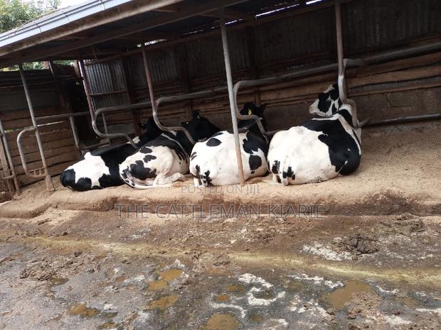 Pedigree Incalf Heifers - thumbnail 5