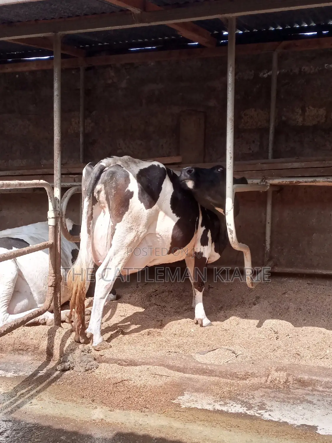 Pedigree Incalf Heifers