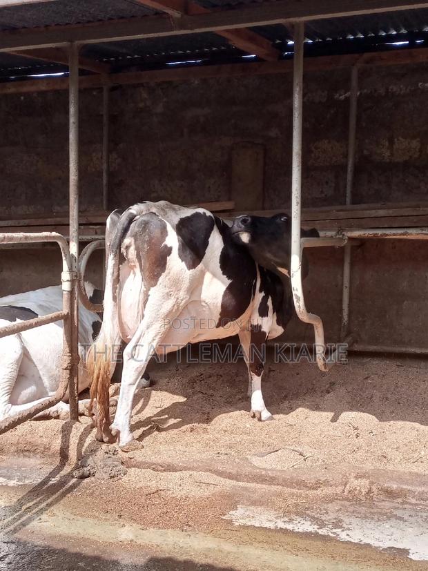 Pedigree Incalf Heifers - thumbnail 6