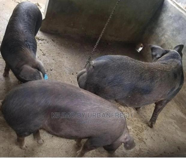 Pure Duroc Piglets Pigs. - main view