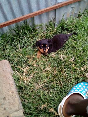 1-3 Month Female Purebred Rottweiler - thumbnail 2