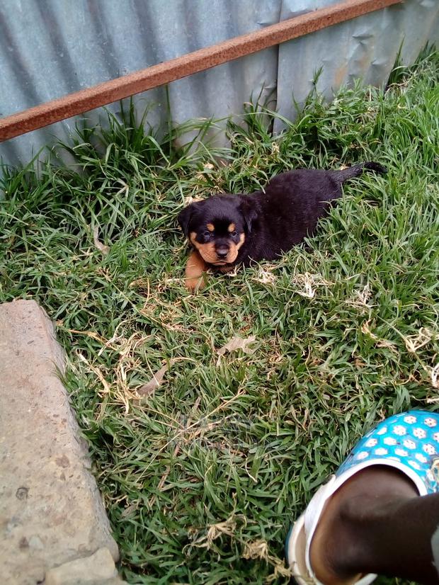1-3 Month Female Purebred Rottweiler - main view
