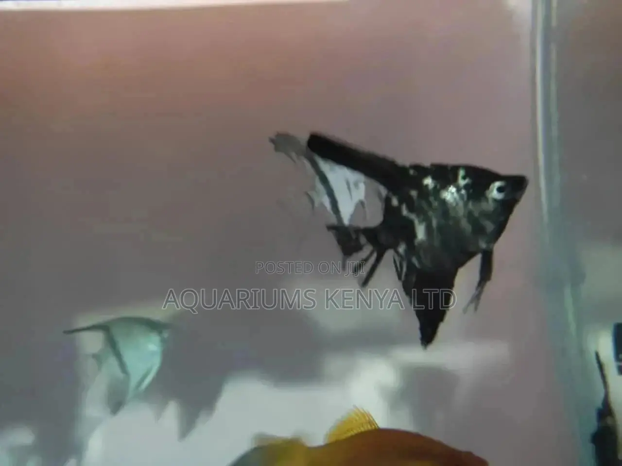 Aquarium Angel Fish, Beautiful,Pleasant to Glow Up Your Tank