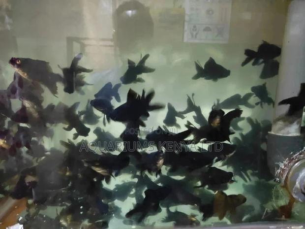 Aquarium Blackmore's Fish - main view