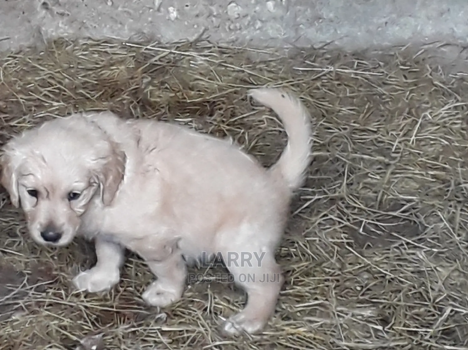 1-3 Month Female Purebred Golden Retriever