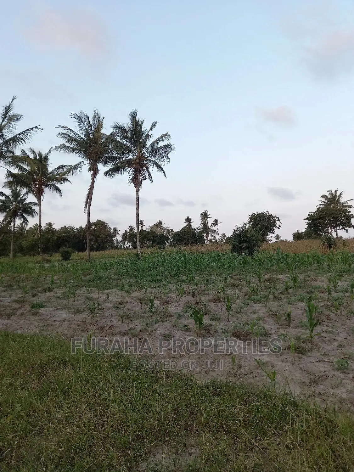For Sale 12 Acre Agricultural Land Kikambala.