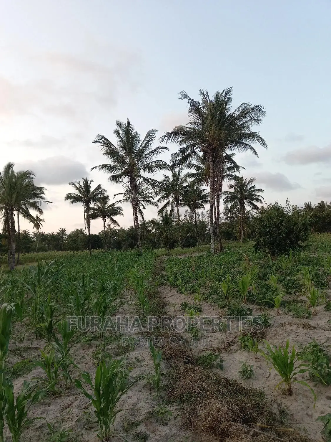 For Sale 12 Acre Agricultural Land Kikambala.
