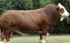 Feedlot Training , Advisory Consultancy Available - thumbnail 2