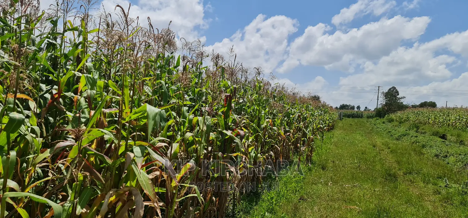 1⁄8 Plot for Sale in Kimumu Eldoret