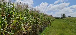 1⁄8 Plot for Sale in Kimumu Eldoret