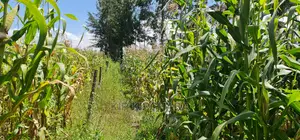 1⁄8 Plot for Sale in Kimumu Eldoret