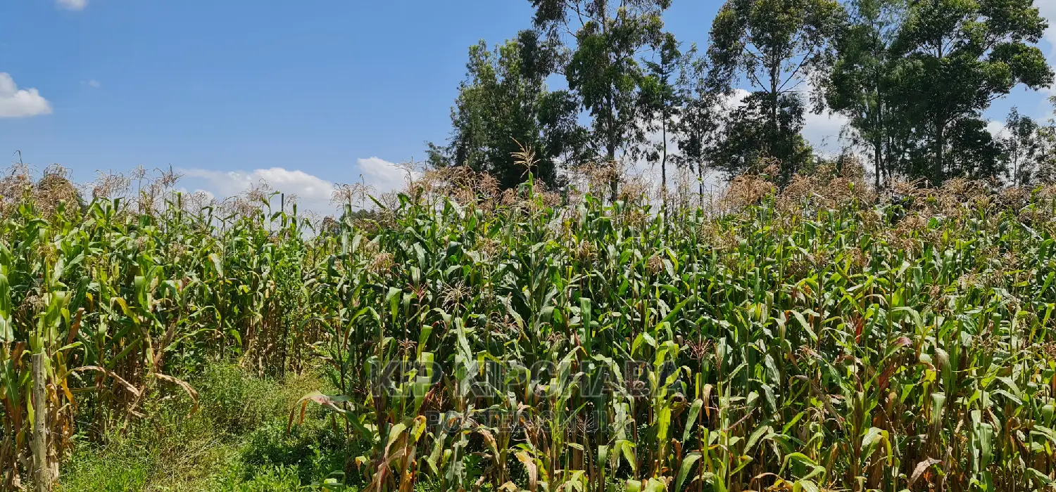 1⁄8 Plot for Sale in Kimumu Eldoret