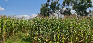 1⁄8 Plot for Sale in Kimumu Eldoret