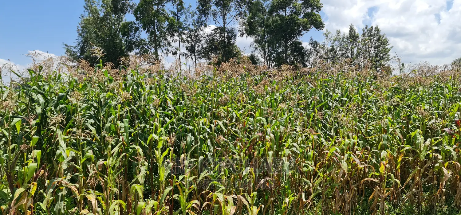 1⁄8 Plot for Sale in Kimumu Eldoret