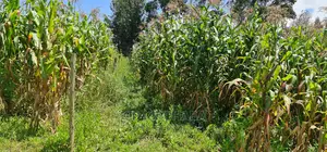 1⁄8 Plot for Sale in Kimumu Eldoret