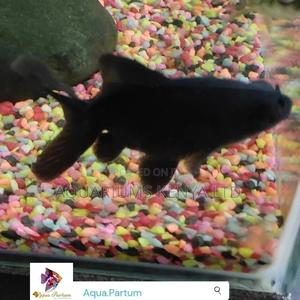 Black More, Telescopic Black Goldfish, Aquarium Fish - thumbnail 2