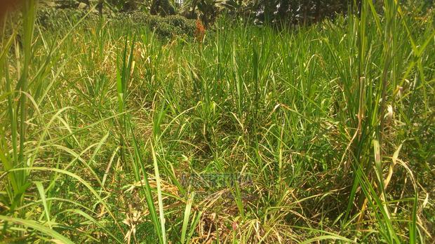 Thara,Napier Grass - thumbnail 3