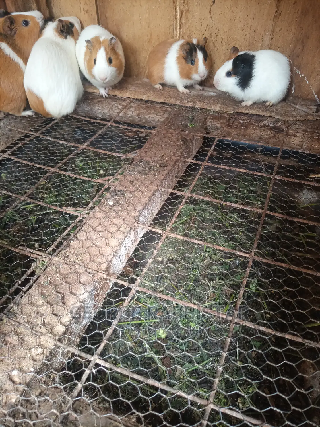 Guinea Pigs