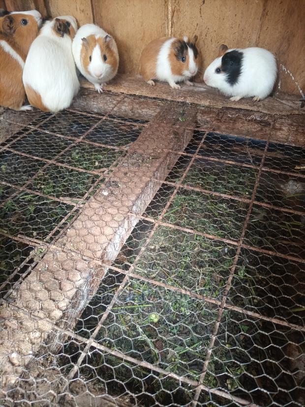 Guinea Pigs - thumbnail 4