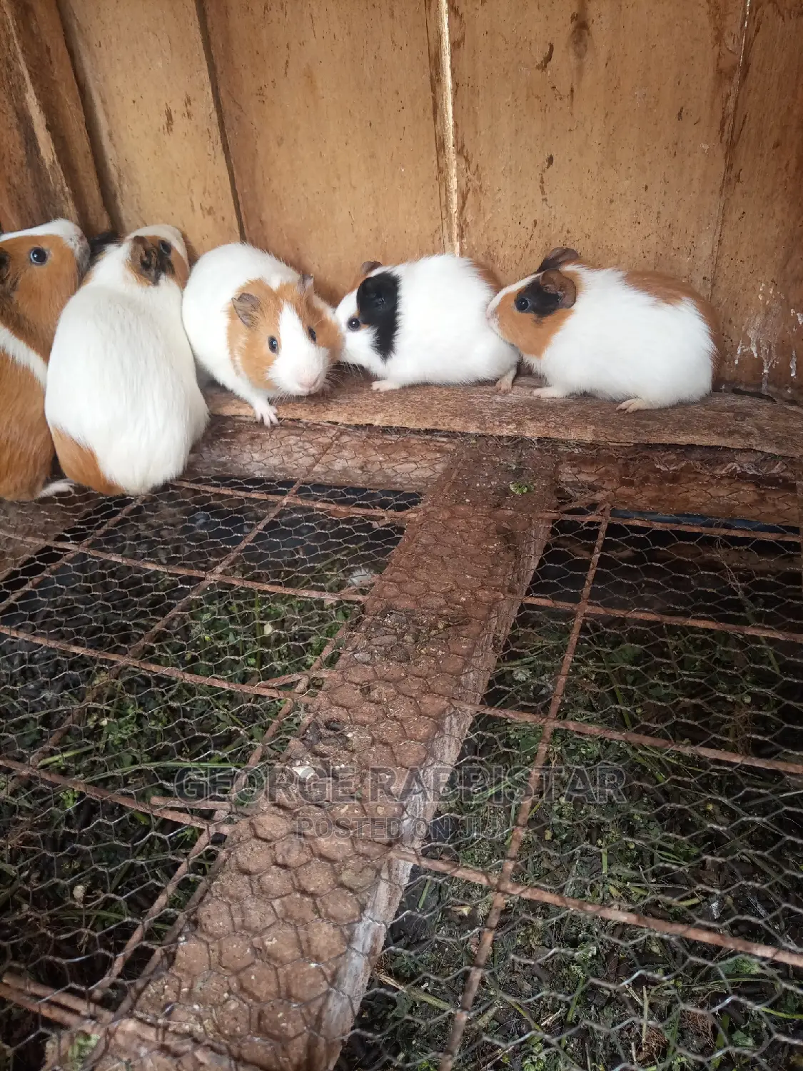 Guinea Pigs