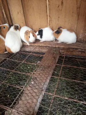 Guinea Pigs