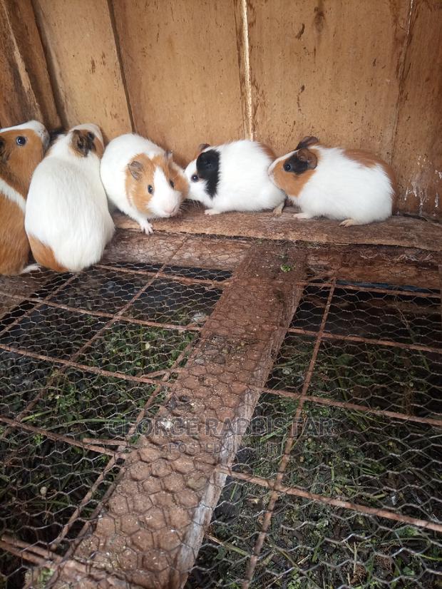Guinea Pigs - thumbnail 3