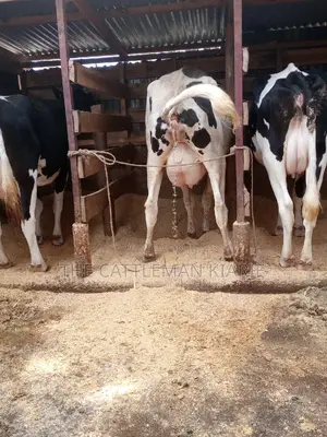 Dairy Cows for Sale