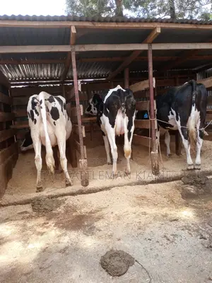 Dairy Cows for Sale
