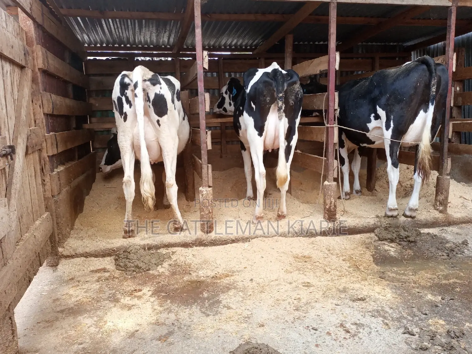 Dairy Cows for Sale