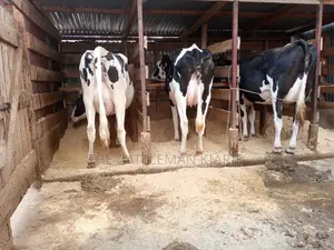 Dairy Cows for Sale