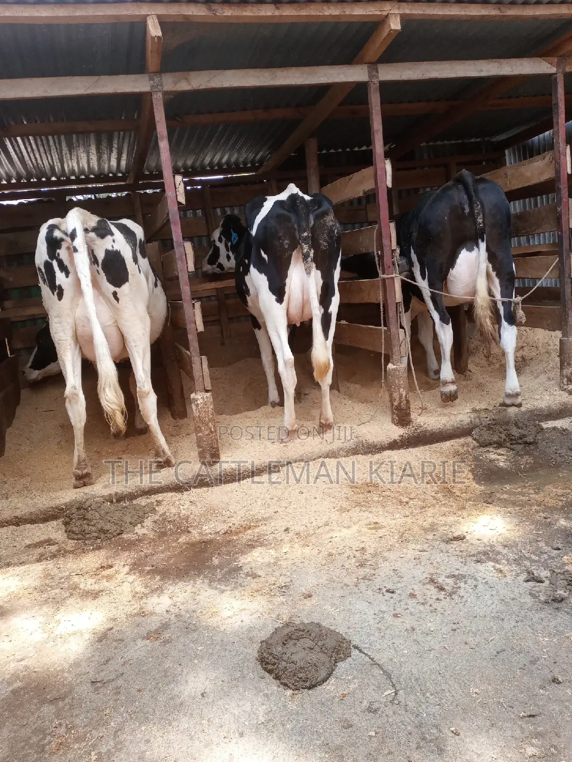 Dairy Cows for Sale