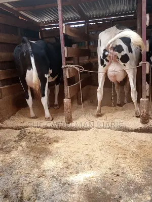 Dairy Cows for Sale
