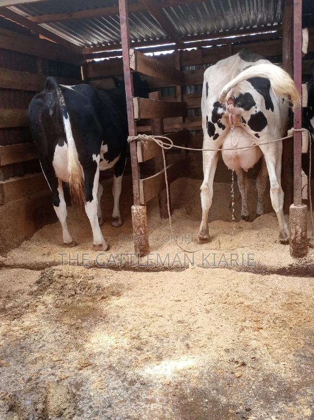 Dairy Cows for Sale - thumbnail 6