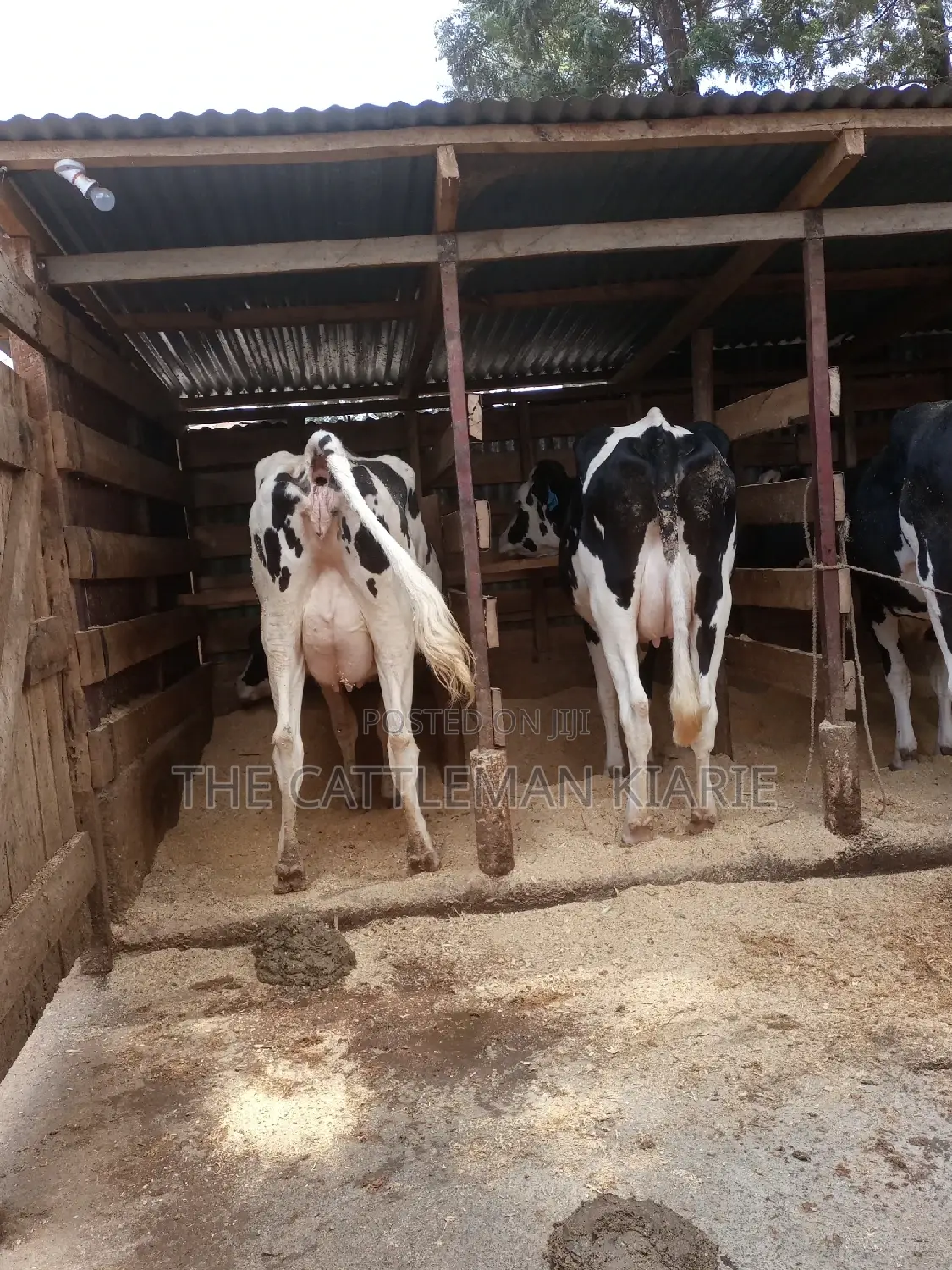 Dairy Cows for Sale