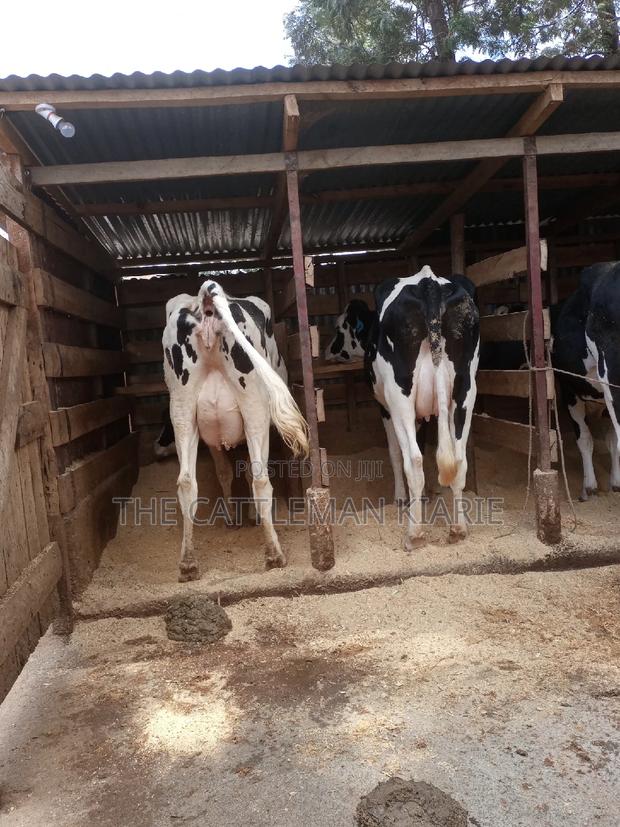 Dairy Cows for Sale - thumbnail 7