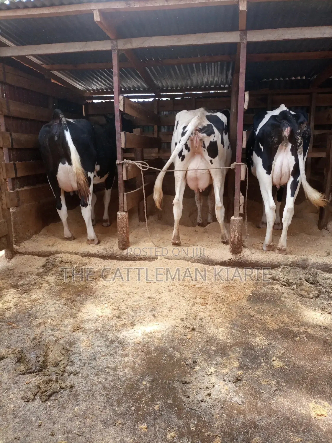 Dairy Cows for Sale
