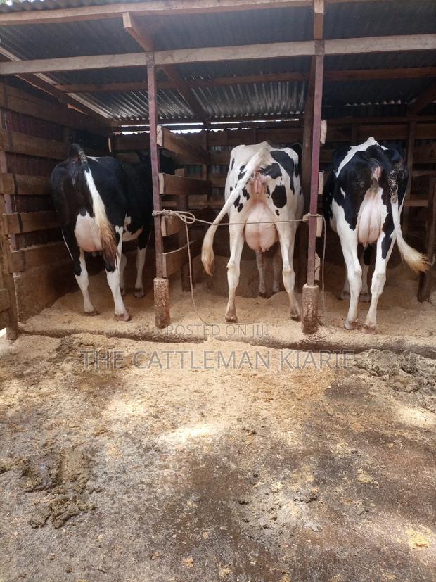 Dairy Cows for Sale - thumbnail 8