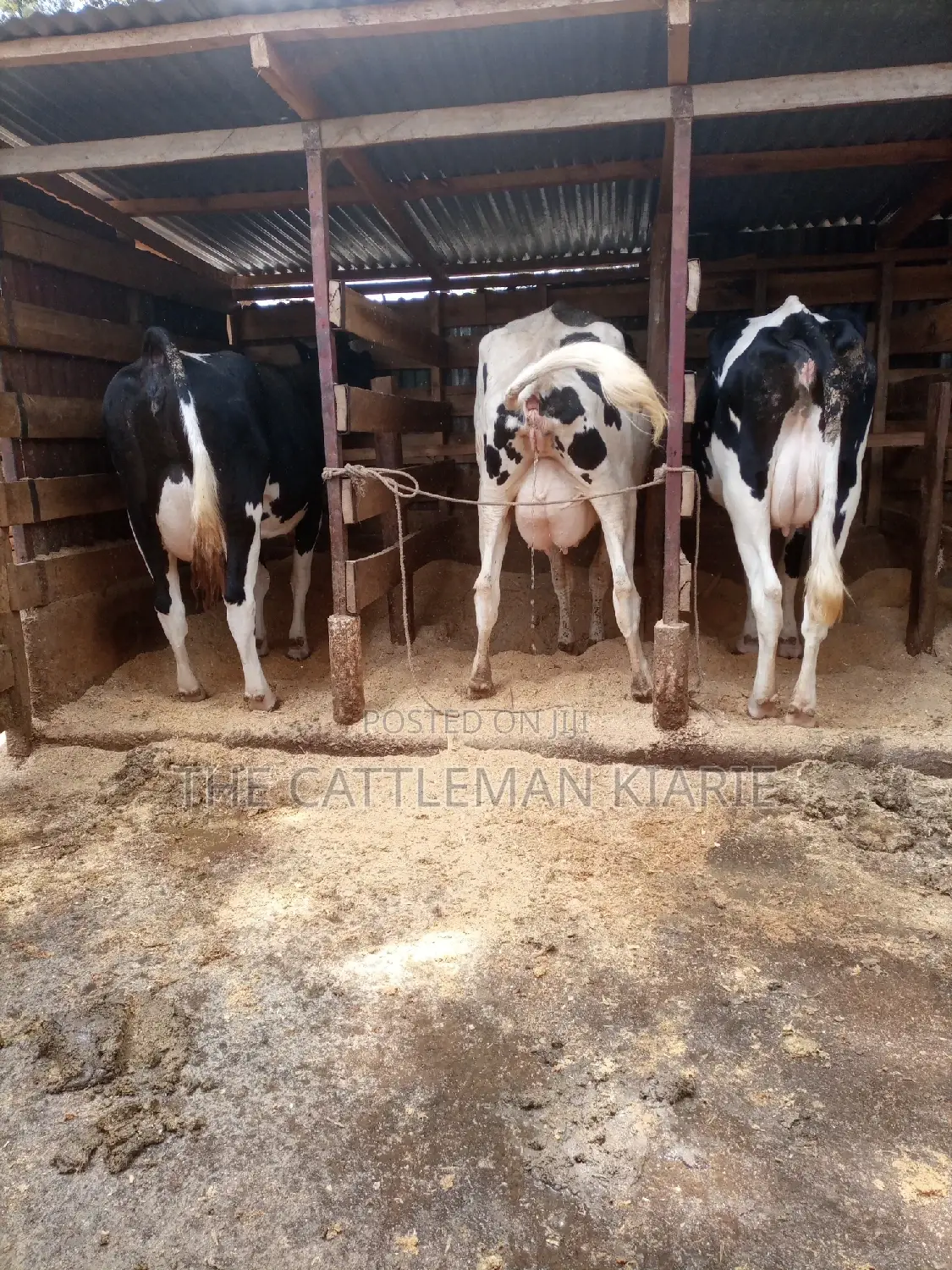 Dairy Cows for Sale