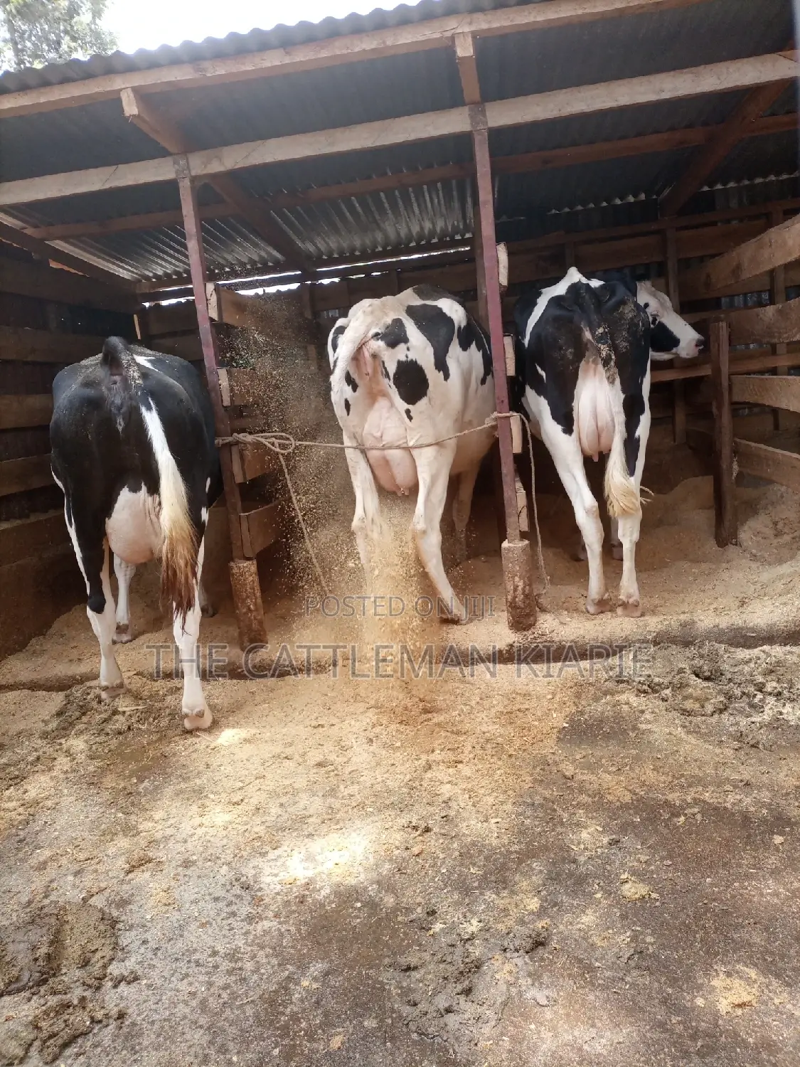 Dairy Cows for Sale
