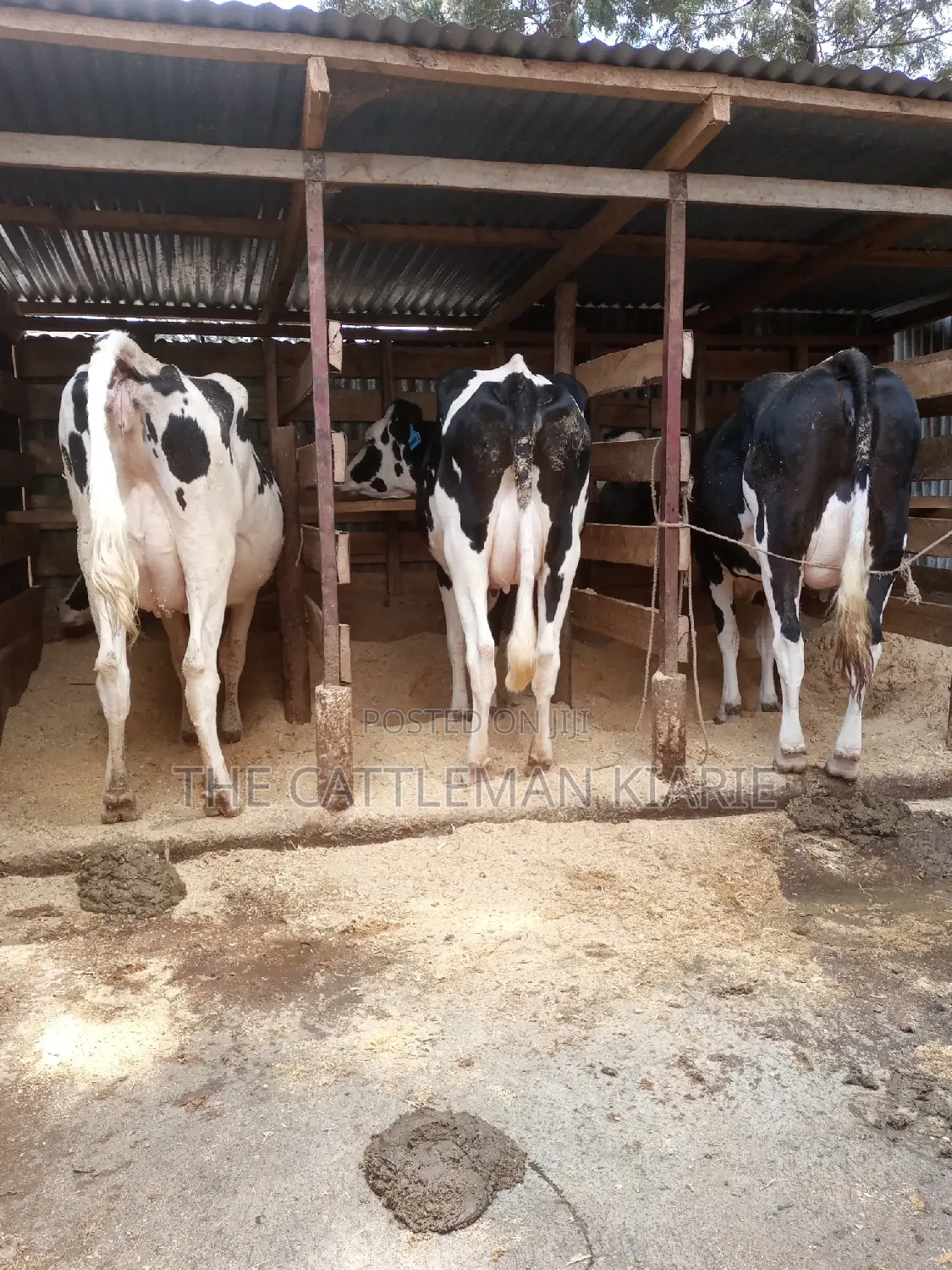 Dairy Cows for Sale